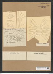 Chaetoceros dicladia Castr. (de-Toni-Nr.: Genus 149, Species 4140) Zeichnungen Sammlung Grunow Nr. 7697 (NHMW-BOT-W0376899)